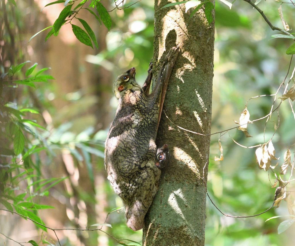 colugo in a tree