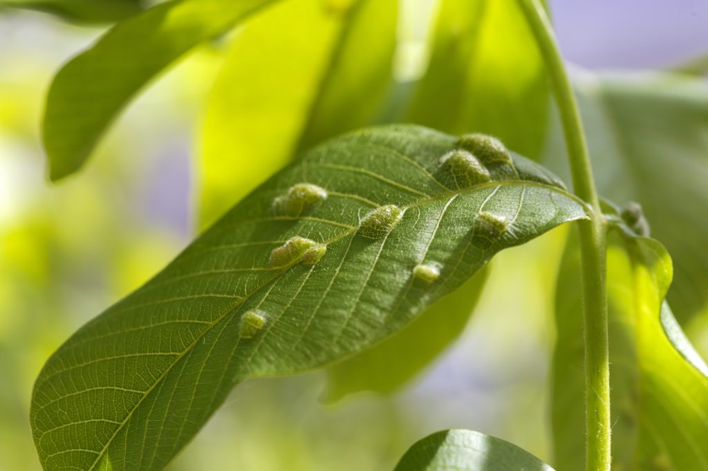 common diseases affecting trees