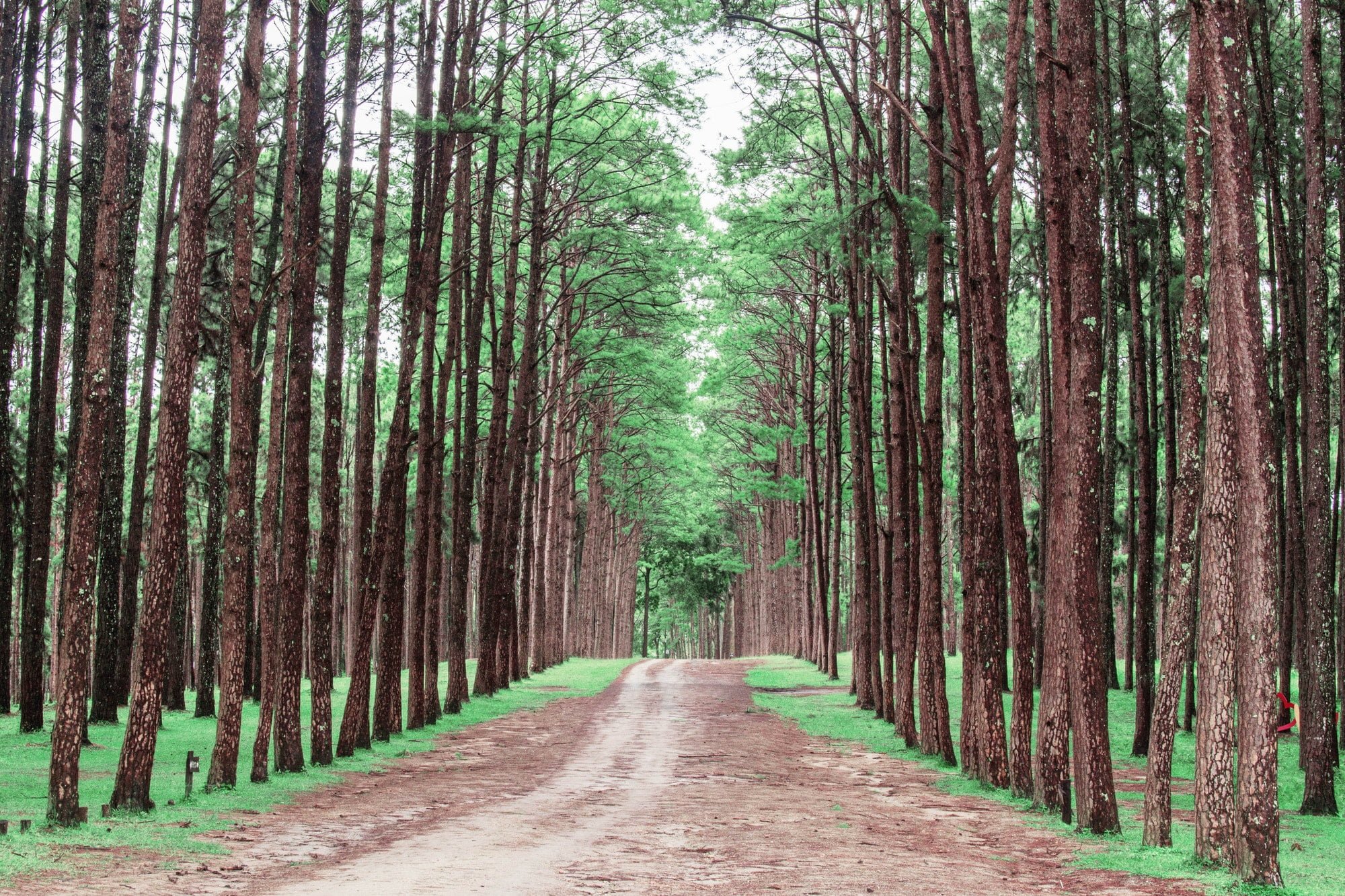 Pine groves in the jungle