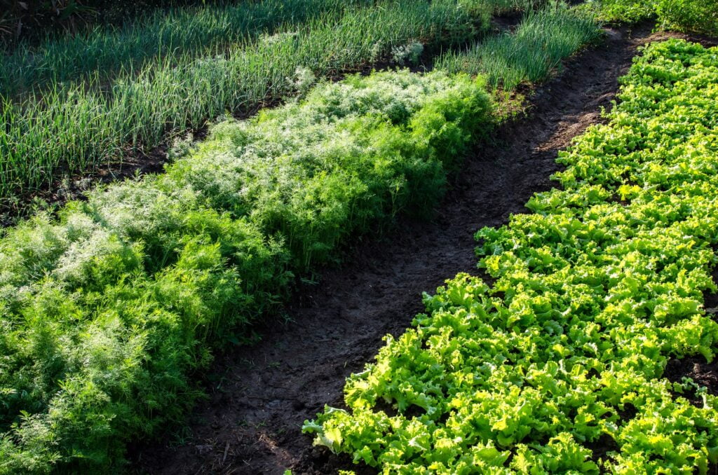 Vegetable garden