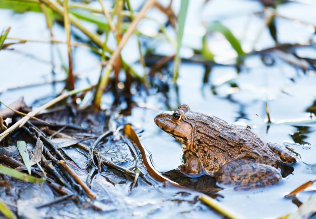Frog in lake