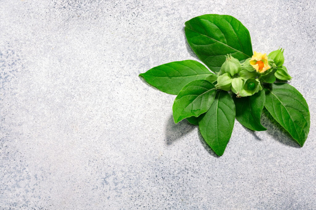 Ashwagandha leaves and fruits atop grey background, top view, copy space. Withania somnifera plant